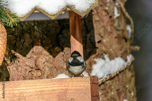 Wallpaper Mural Forest birds live near the feeders in winter Torontodigital.ca