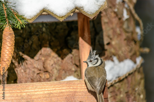 Forest birds live near the feeders in winter