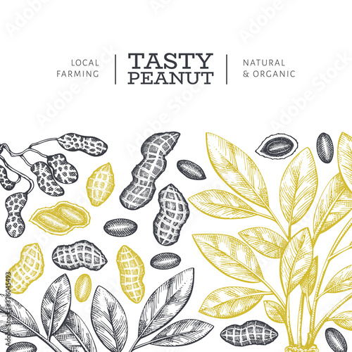 Hand drawn peanut branch and kernels design template. Organic food vector illustration on white background. Retro nut background. Engraved style botanical picture.