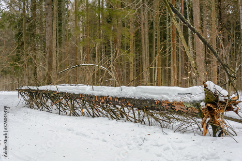 Obraz na płótnie The colors of nature in cold winter w salonie