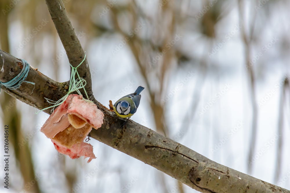 Forest birds live near the feeders in winter