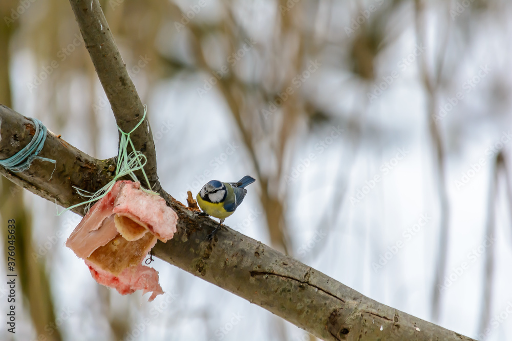 Forest birds live near the feeders in winter