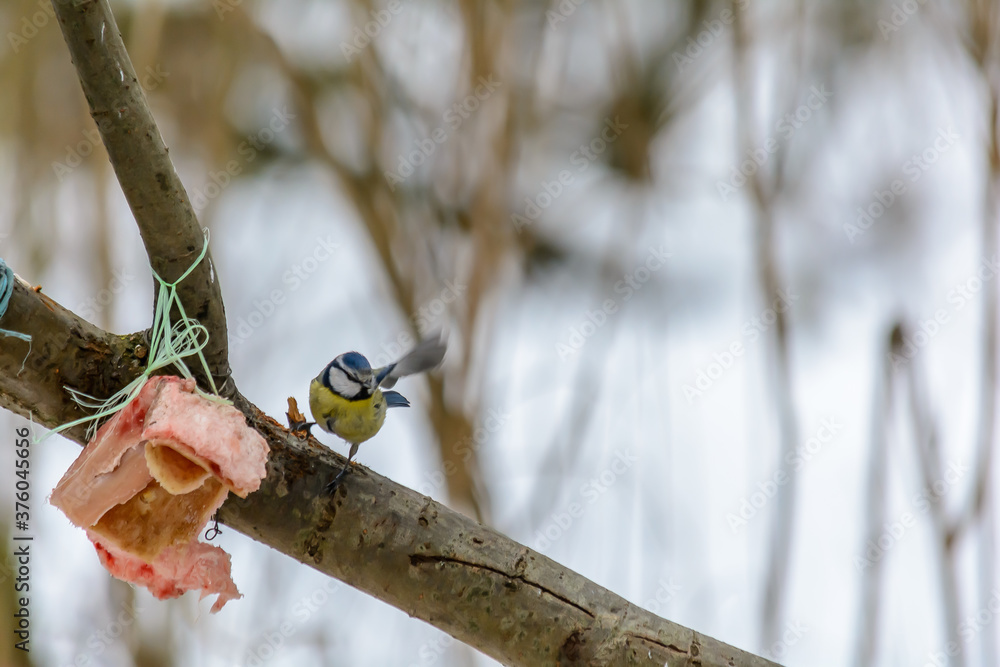Forest birds live near the feeders in winter