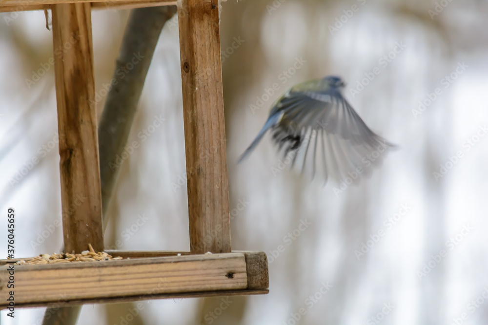 Forest birds live near the feeders in winter