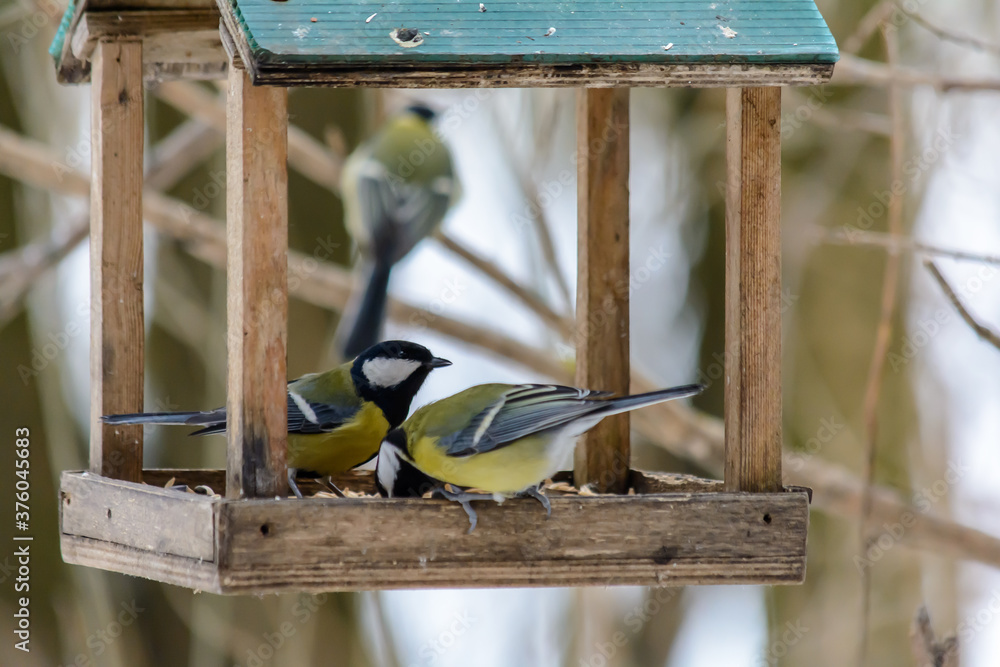 Forest birds live near the feeders in winter