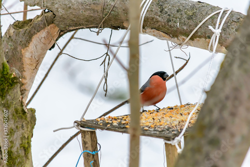 Forest birds live near the feeders in winter