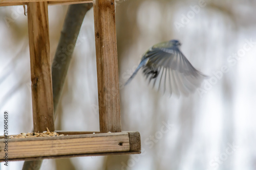 Forest birds live near the feeders in winter