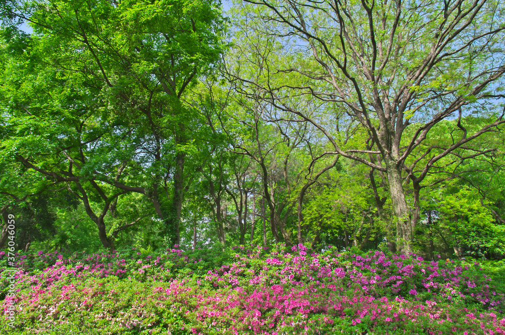 Wuhan East lake Forest Park scenery in spring Wuhan East lake Forest Park scenery in spring