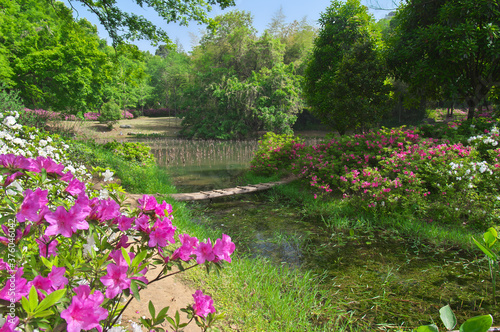 Wuhan East lake Forest Park scenery in spring