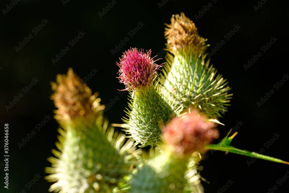 Mehrere Blüten und Knospen einer Distel im Wald Mehrere Blüten und Knospen einer Distel im Wald