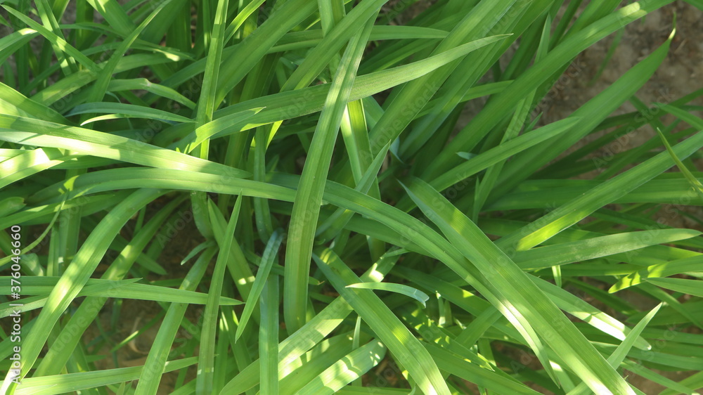 fresh long thin grass close up in sun glare as summer deciduous background fresh long thin grass close up in sun glare as summer deciduous background