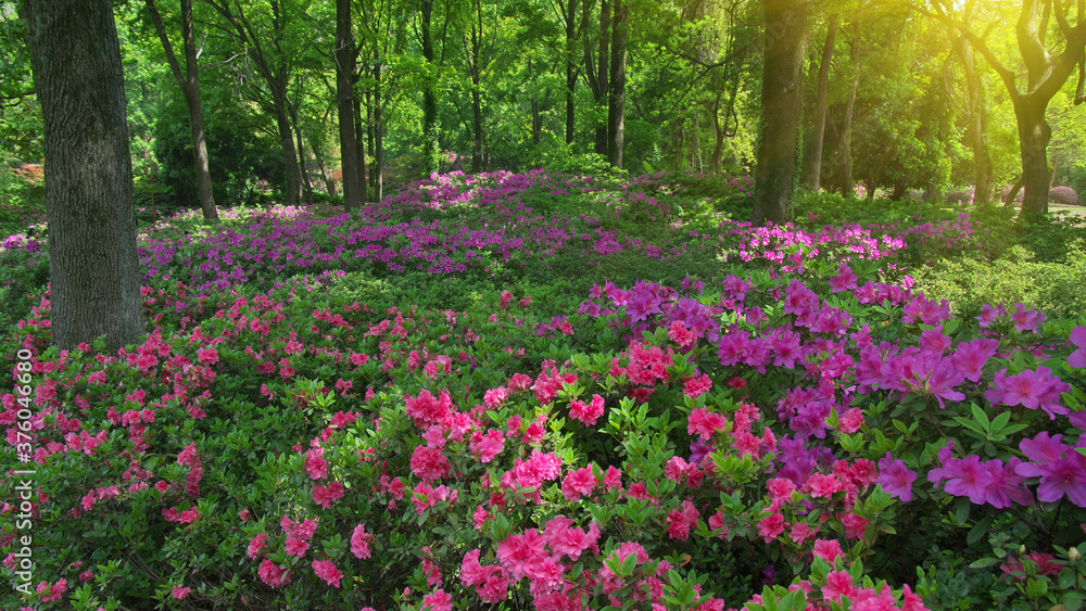 Wuhan East lake Forest Park scenery in spring Wuhan East lake Forest Park scenery in spring