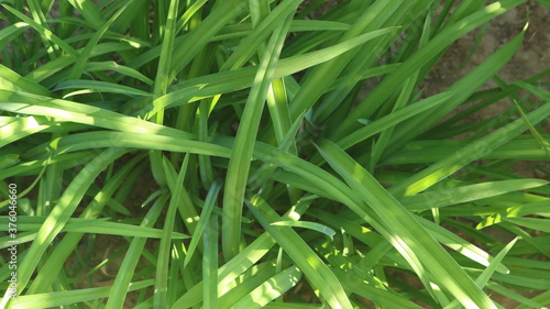 fresh long thin grass close up in sun glare as summer deciduous background