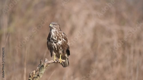 Common buzzard ( Buteo buteo ) close up photo