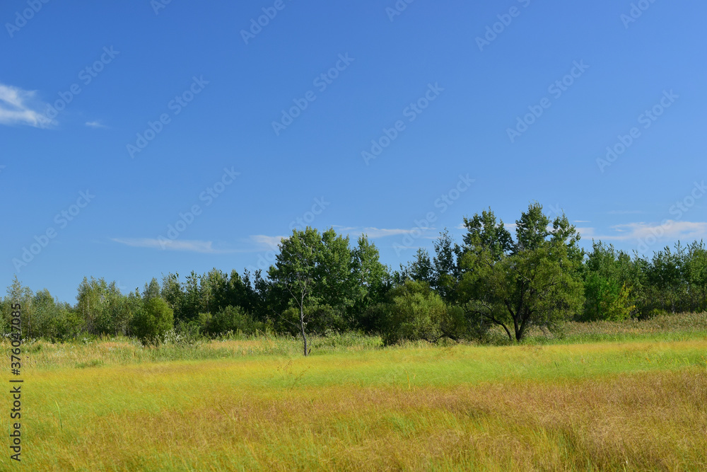 Green field with trees. Blue sky.
