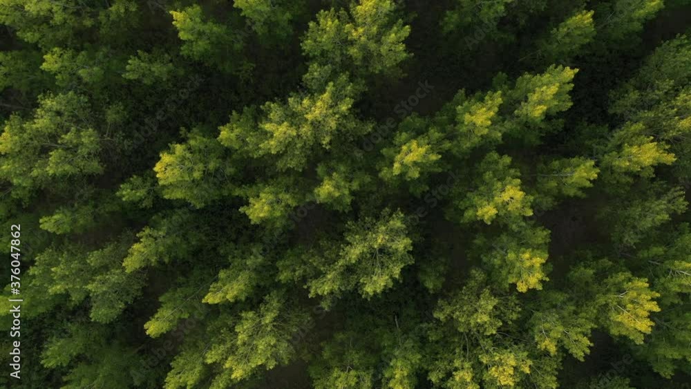 Aerial view of cottonwood treetop pattern from drone pov