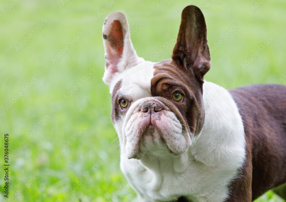 Portrait of a cute purebred French Bulldog outdoors