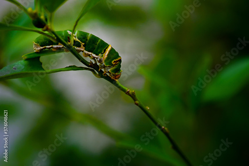 Caterpillar 01