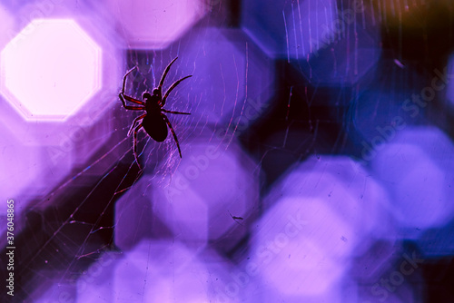 a spider sits in its web, spider and cobweb abstract, colorful, cobweb and spider
