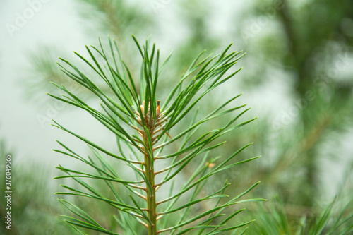 Christmas tree branches. The concept of the new year  christmas  nature.