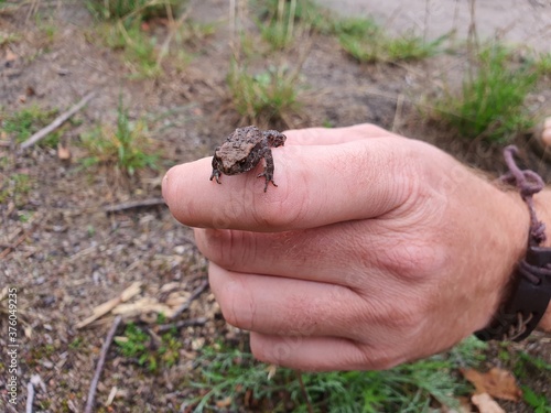 Kleiner Frosch auf der Hand © Christina