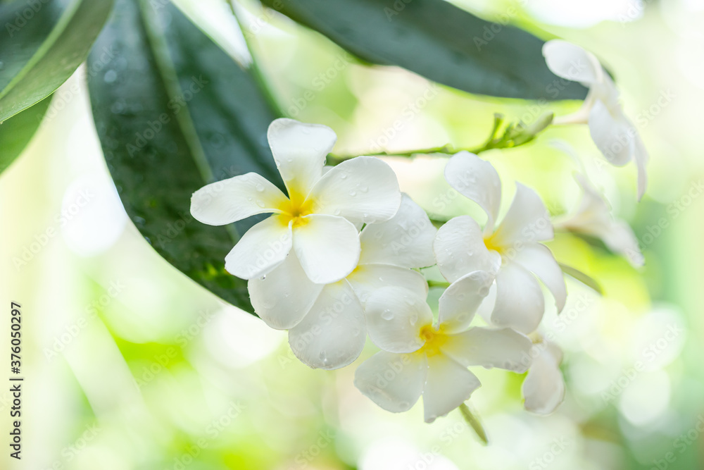 Plumeria flower in the garden with nature background to create a beautiful Plumeria flower in the garden with nature background to create a beautiful