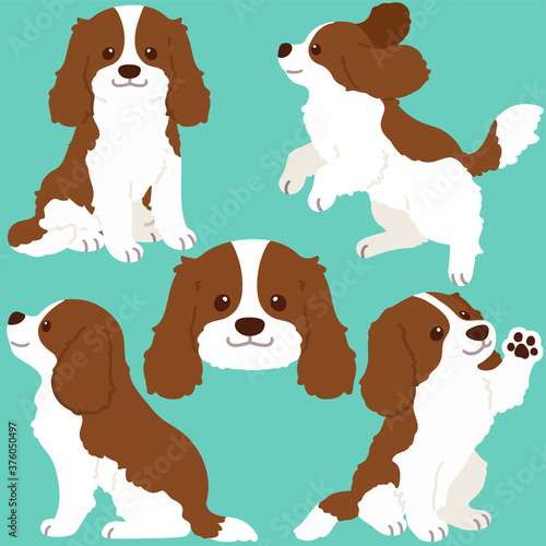 Set of flat colored Brown Cavalier King Charles Spaniel illustrations