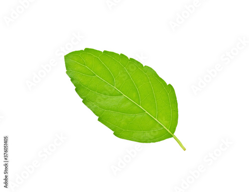 Holy basil or tulsi leaves isolated over white background