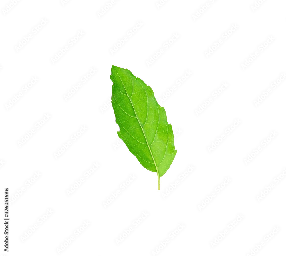 Holy basil or tulsi leaves isolated over white background Holy basil or tulsi leaves isolated over white background