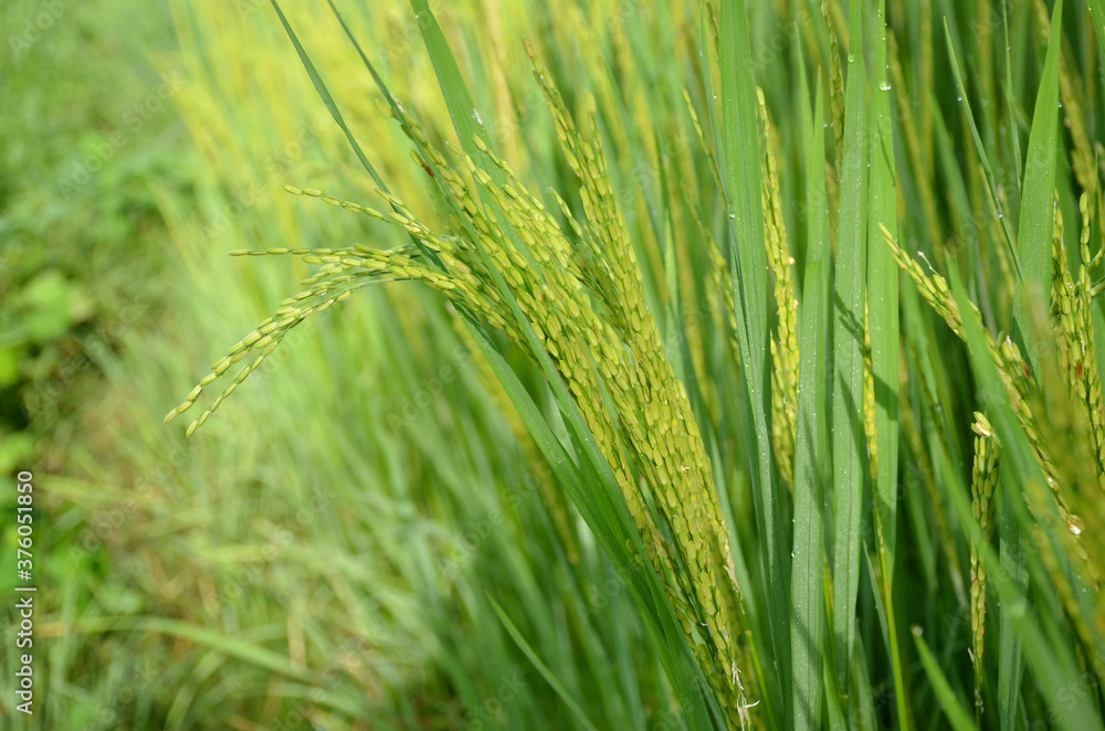 the green ripe paddy plant grains in the season. the green ripe paddy plant grains in the season.