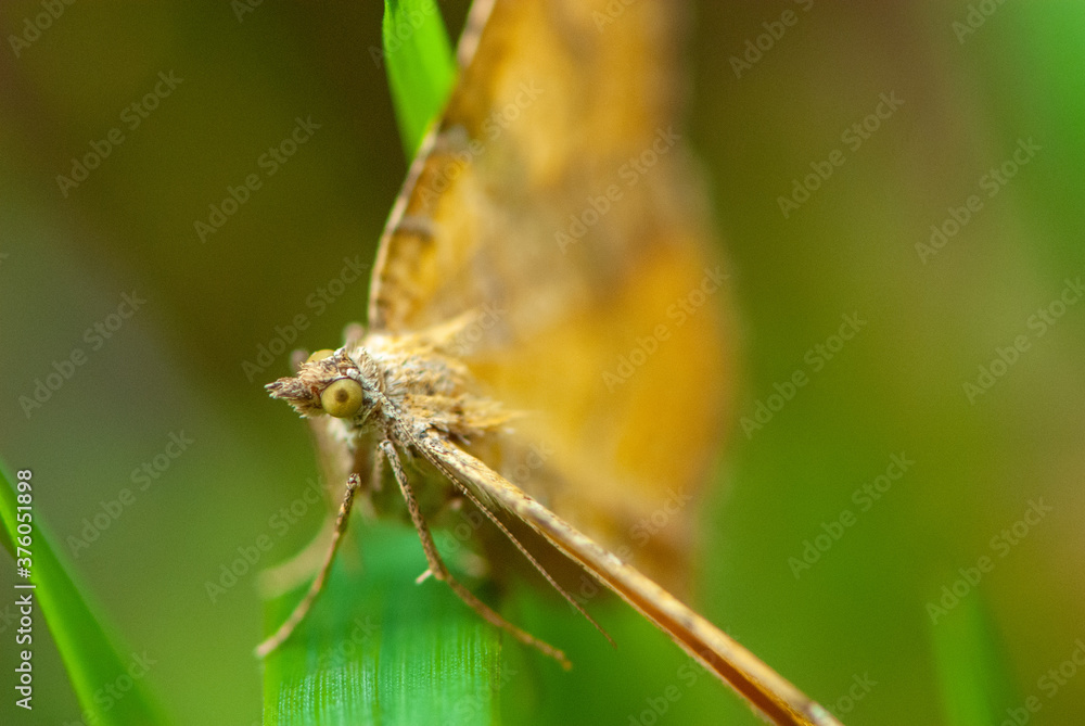 Close-up orange dragon-like butterfly on green blade of grass Close-up orange dragon-like butterfly on green blade of grass