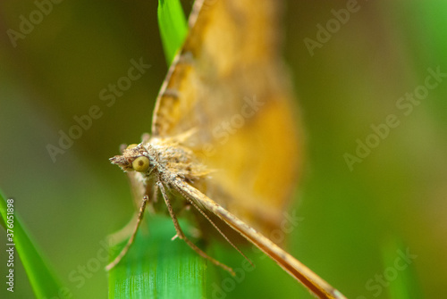 Close-up orange dragon-like butterfly on green blade of grass