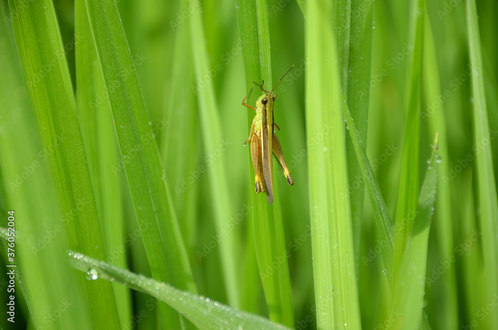 the green bug insect hold on paddy plant in the field meadows. the green bug insect hold on paddy plant in the field meadows.