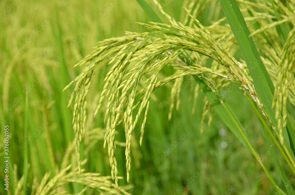 the green ripe paddy plant grains in the season. the green ripe paddy plant grains in the season.
