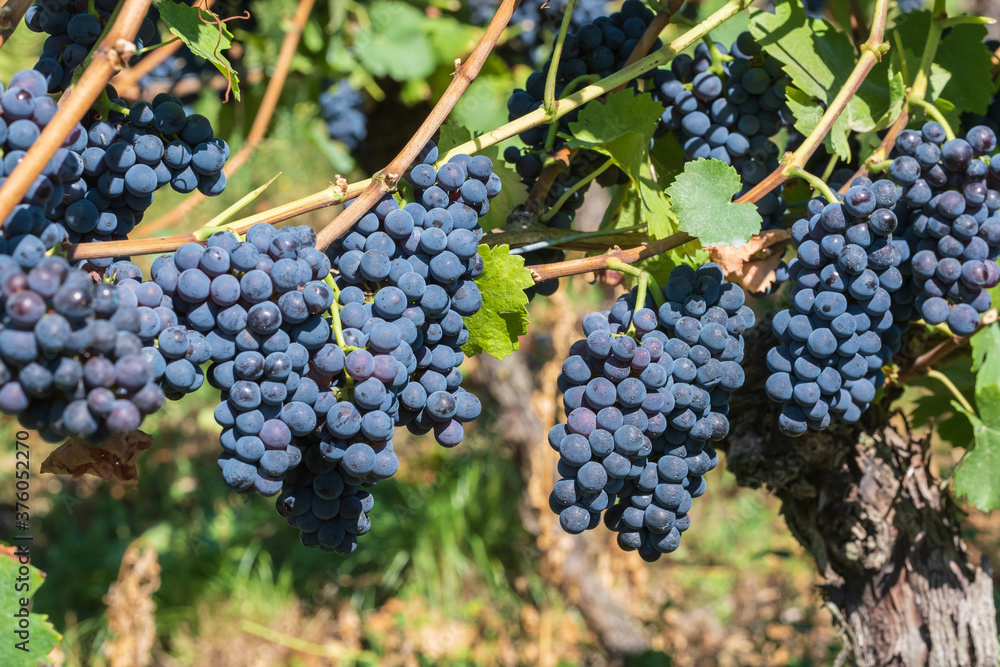 Close up of ripe juicy blue grapes on a vine in the Rheingau / Germany