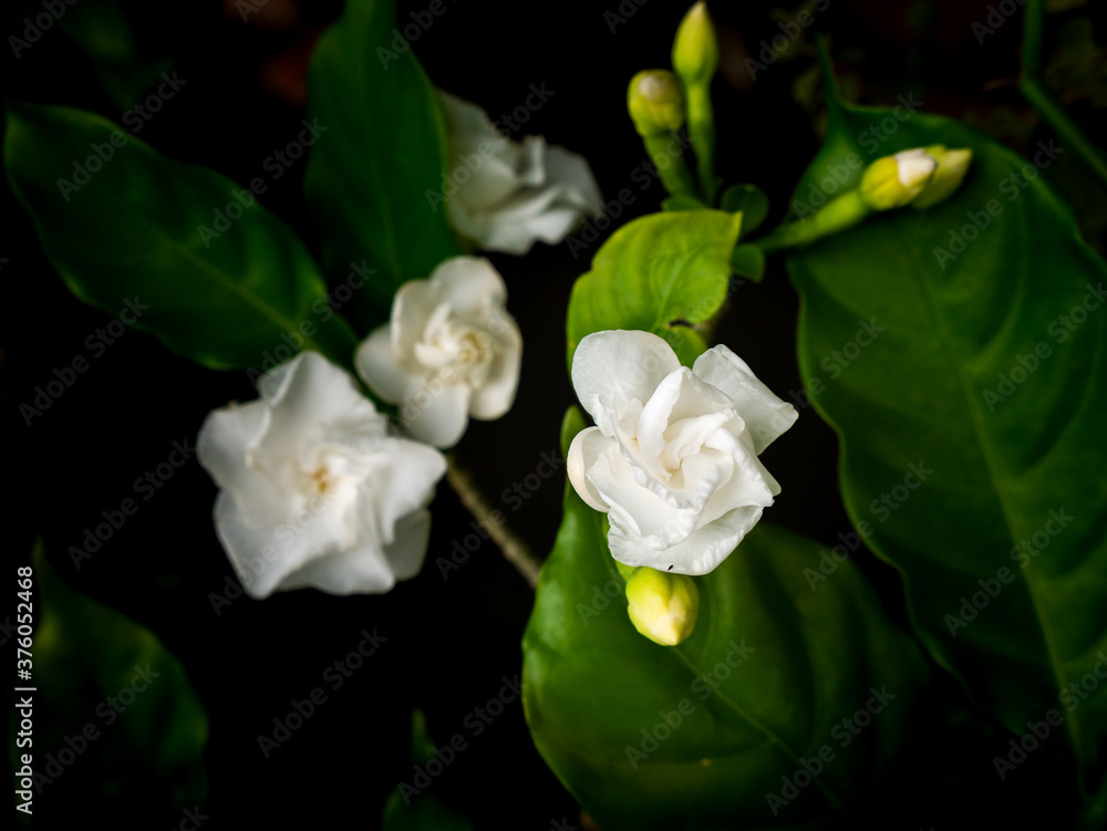 Obraz premium Rose Gardenia Flowers Blooming