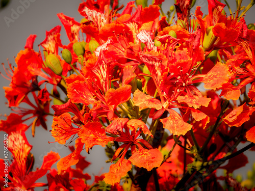 Bunch of The Flame Tree Flowers Blooming