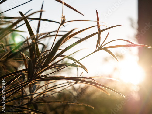 Benjoin Leaves Growing behind The Sun Light photo