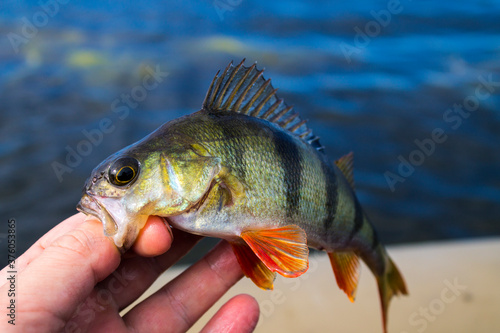 Fototapeta Naklejka Na Ścianę i Meble -  Fresh perch in the hand of fisherman,catched on the hook
