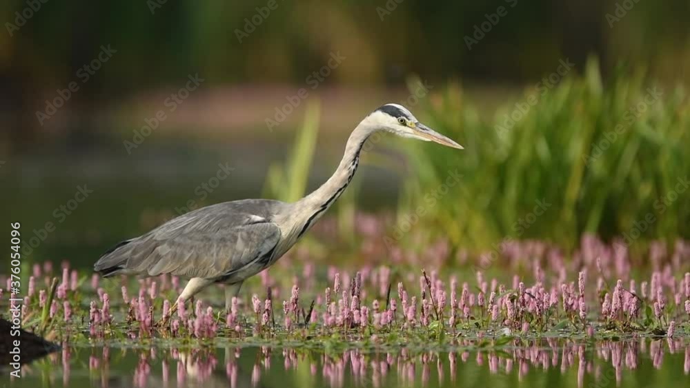 Grey heron (Ardea cinerea) Grey heron (Ardea cinerea)