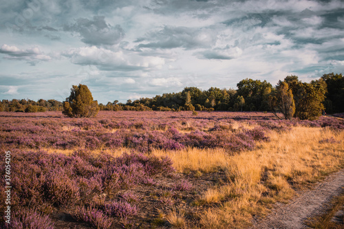 Beautiful purple blooming heath flowers in the heather landscape in germany. Natural evening light exploring the nature. Lüneburger Heide