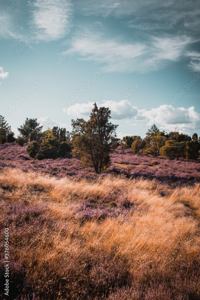 Beautiful purple blooming heath flowers in the heather landscape in germany. Natural evening light exploring the nature. Lüneburger Heide Beautiful purple blooming heath flowers in the heather landscape in germany. Natural evening light exploring the nature. Lüneburger Heide