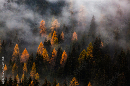 autumn nature background forest in fog
