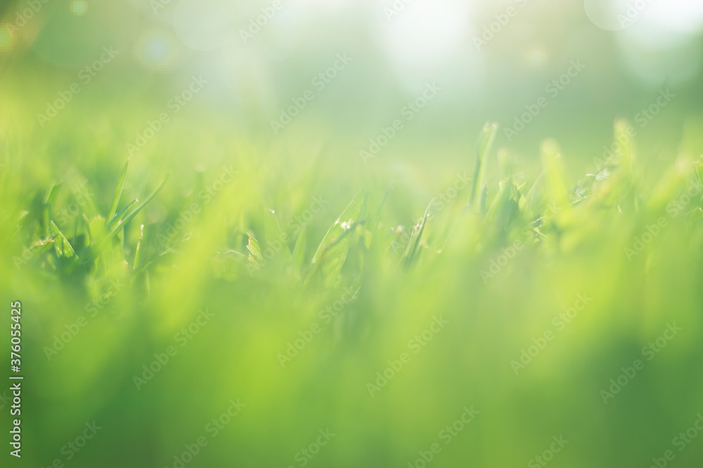 Green grass with bokeh; Nature background with copy space Green grass with bokeh; Nature background with copy space