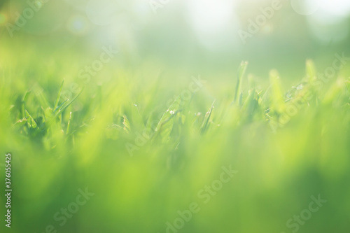 Green grass with bokeh; Nature background with copy space