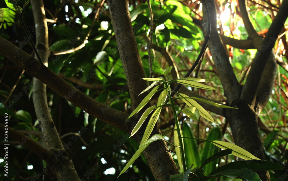 young mango leaf growth from trunk in garden young mango leaf growth from trunk in garden