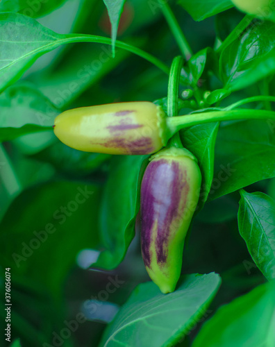 Green plant peper or tomatoes