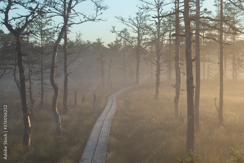 A wooden board hiking and walking path trail over the ponds and lakes in a swamp bog with pine tree forest during an early morning fog with the front part in focus and copy space A wooden board hiking and walking path trail over the ponds and lakes in a swamp bog with pine tree forest during an early morning fog with the front part in focus and copy space