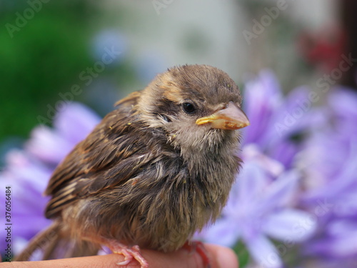 Close-up of a baby sparrow with an agapante blue flower in the background. © Life pics