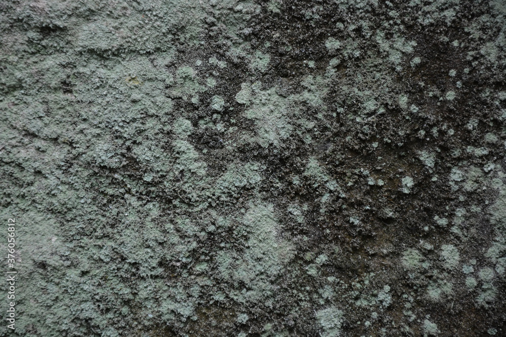 lichen on rock texture lichen on rock texture
